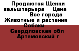 Продаются Щенки вельштерьера  › Цена ­ 27 000 - Все города Животные и растения » Собаки   . Свердловская обл.,Артемовский г.